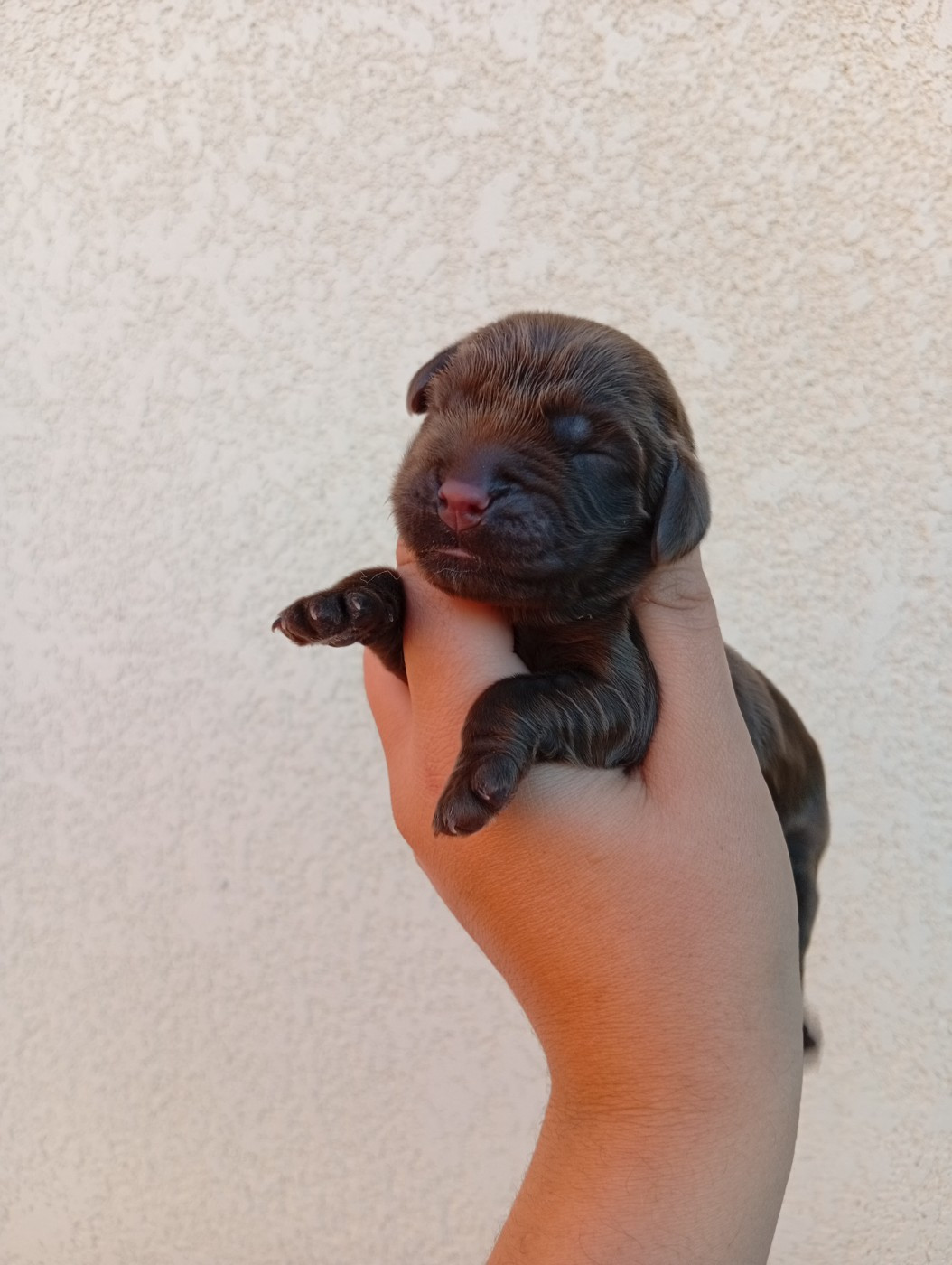 des Quatre Pierres Précieuses - Chiots disponibles - Cocker Spaniel Anglais