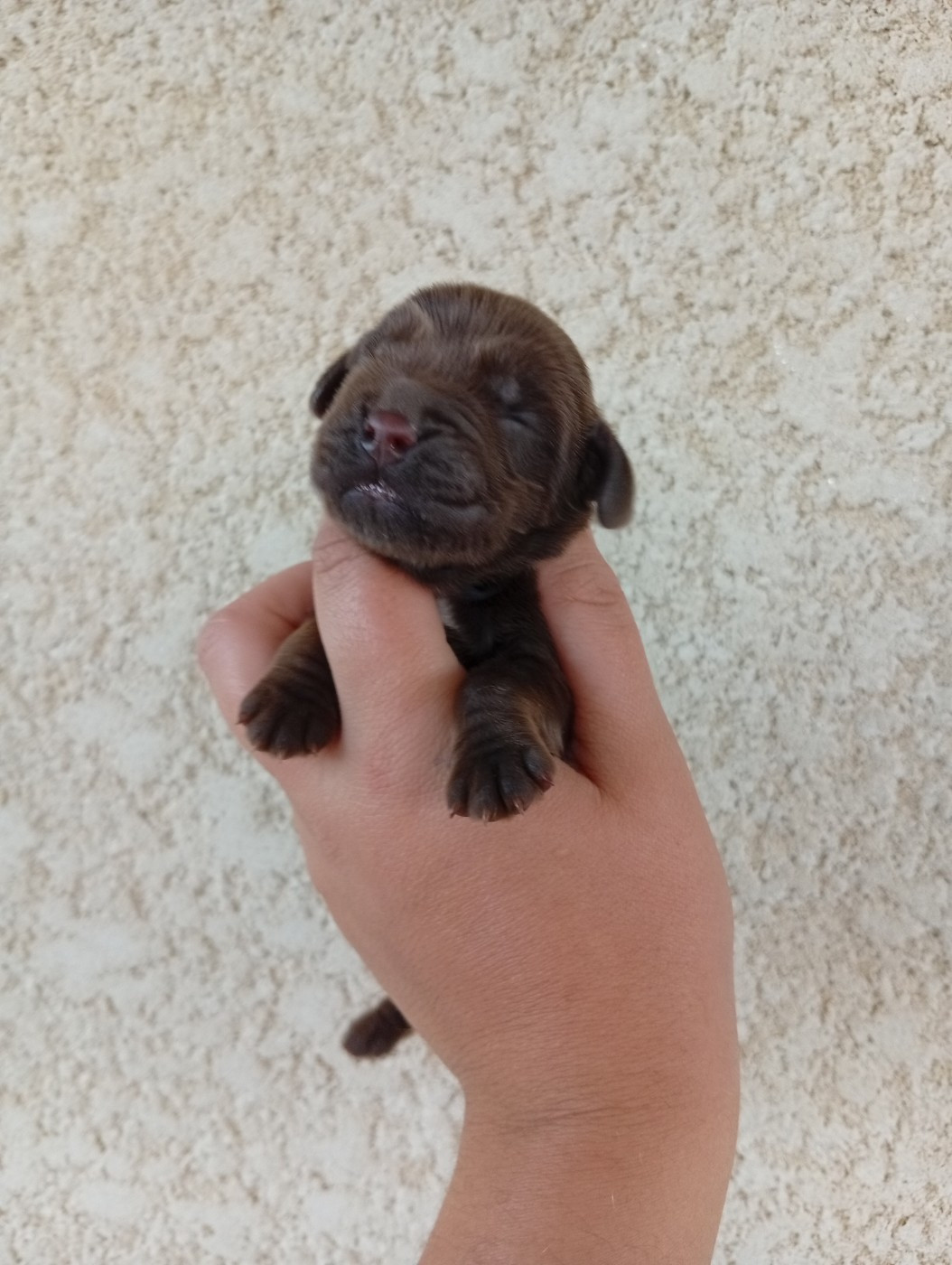 Chiot Cocker Spaniel Anglais des Quatre Pierres Précieuses